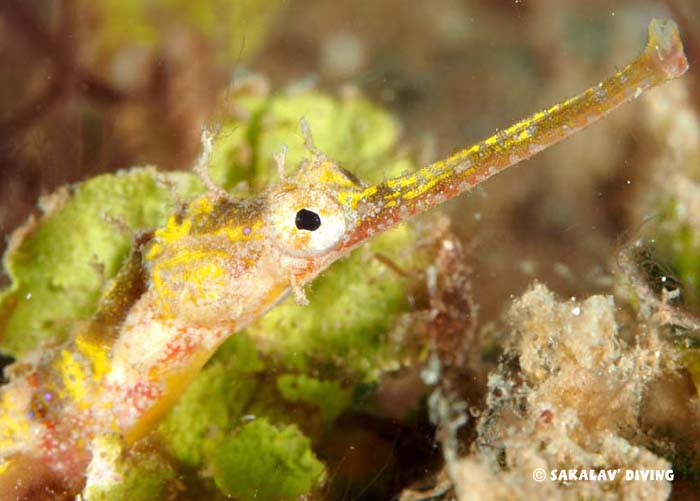 Photos plongée macro plateaux à Madagascar